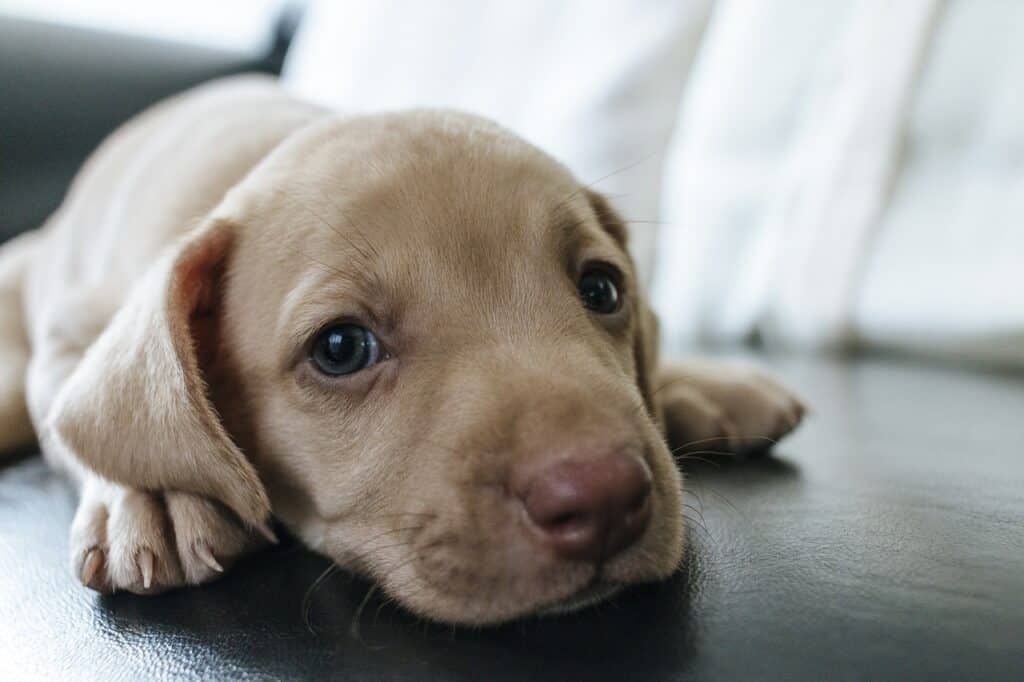 dog, puppy, blue eyes-2988868.jpg